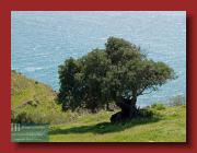 Olivenbaum an der Steilküste